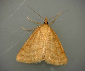 Psammotis pulveralis