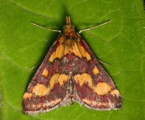 Pyrausta ostrinalis