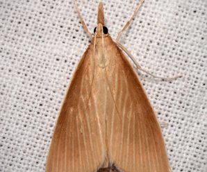 Sclerocona acutellus