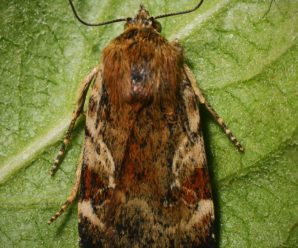 Cryptocala chardinyi