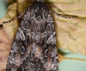 Eurois occulta
