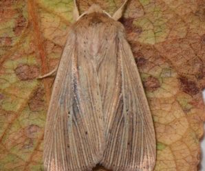 Mythimna impura