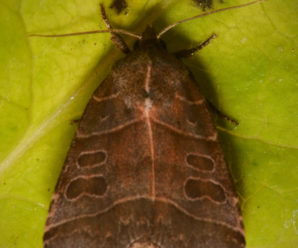 Ipimorpha retusa