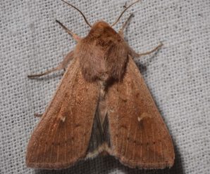Mythimna ferrago