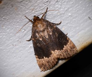 Amphipyra perflua