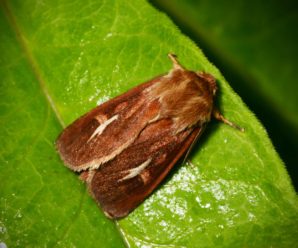 Cerapteryx graminis