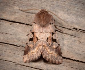 Orthosia gothica