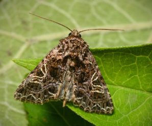 Sideridis rivularis