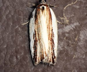 Acleris hastiana