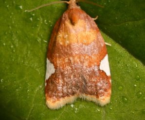 Acleris holmiana
