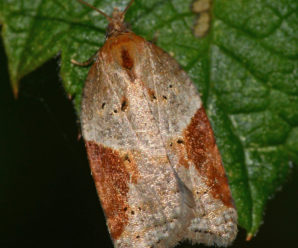Acleris laterana