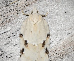Acleris logiana