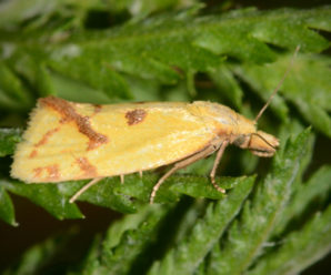 Agapeta hamana