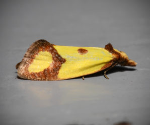 Agapeta zoegana