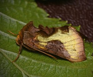 Diachrysia chrysitis/ Diachrysia stenochrysis