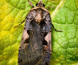 Xestia c-nigrum