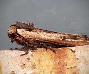 Xylena vetusta