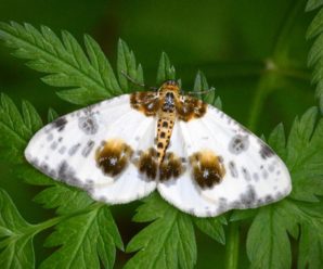 Abraxas sylvata