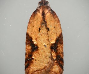 Acleris aspersana