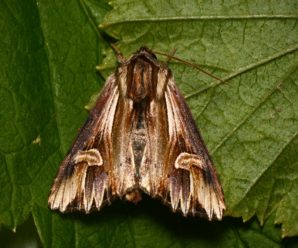 Actinotia polyodon