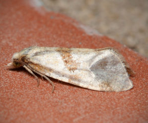 Aethes rubigana