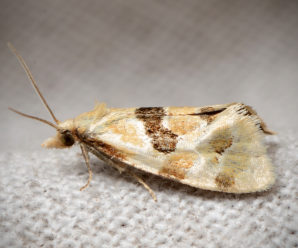 Aethes kindermanniana