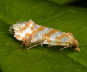Aethes margaritana