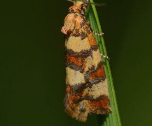 Aethes tesserana