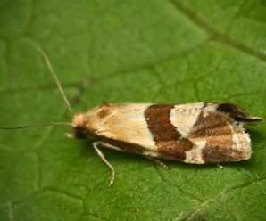 Aethes triangulana