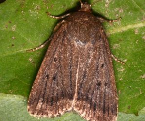 Amphipyra tragopoginis