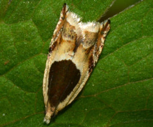 Ancylis badiana