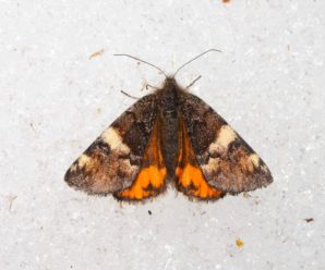 Archiearis parthenias
