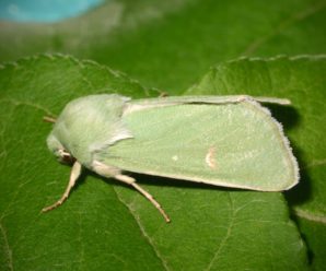 Calamia tridens
