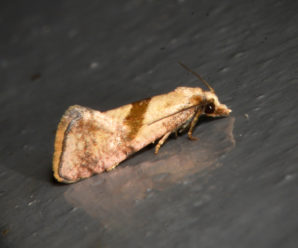 Cochylimorpha hilarana