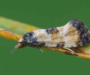 Neocochylis dubitana