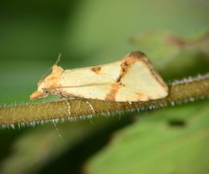 Fulvoclysia nerminae