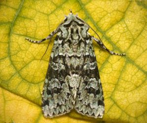 Griposia aprilina