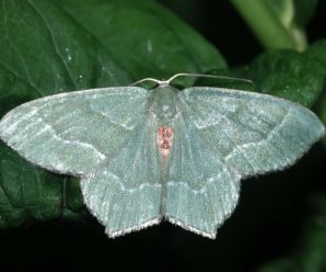 Hemithea aestivaria