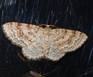 Hydrelia sylvata
