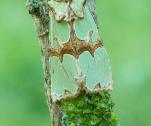 Staurophora celsia