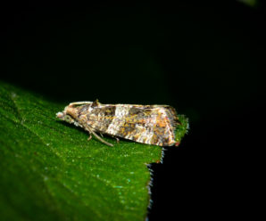Lobesia abscisana