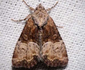 Mesoligia furuncula