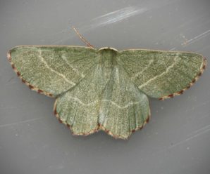 Thalera fimbrialis