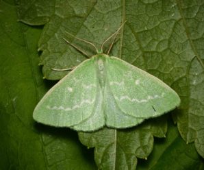 Thetidia smaragdaria