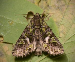 Trachea atriplicis