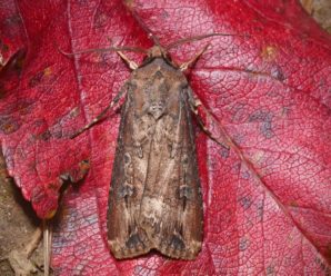 Agrotis ipsilon