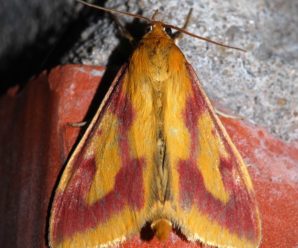 Ostrinia palustralis