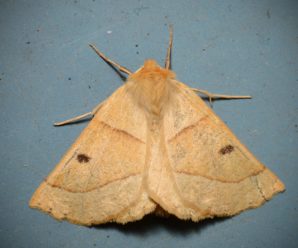 Crocallis elinguaria