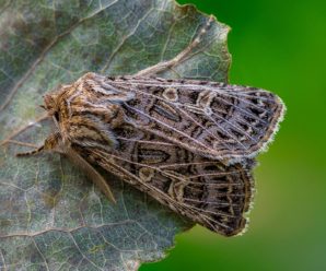 Tholera decimalis