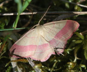 Rhodostrophia vibicaria